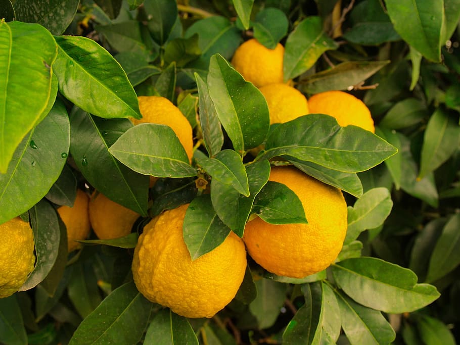 close-up photo of orange fruits, lemons, tree, wild, citrus, food, HD wallpaper