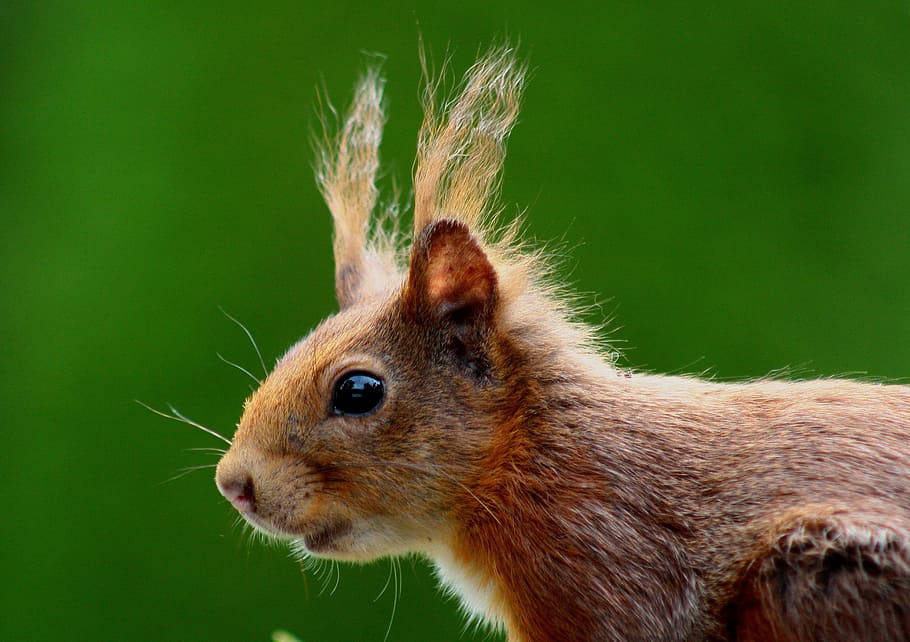 brown squirrel in closeup photography, nager, nature, fur, ears HD wallpaper