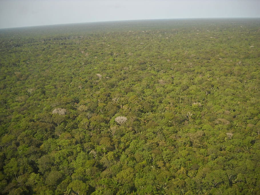 bird's eye view of forest, Brazil, Amazon, Equatorial, Forest, Green HD wallpaper
