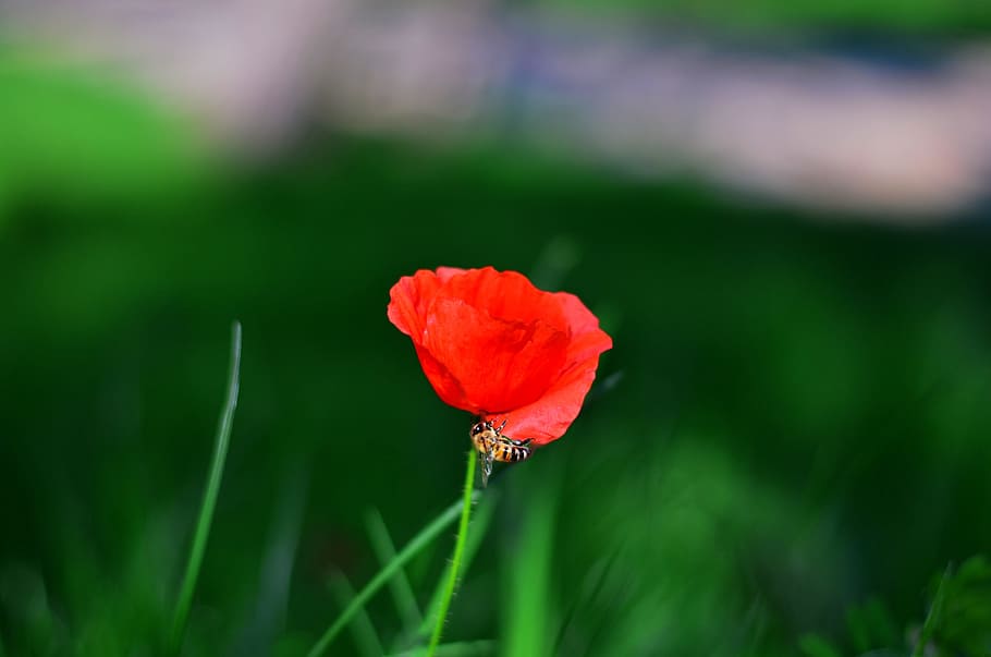 Flower, Macro, Plant, Chichewa, macro chichewa, close, background HD wallpaper