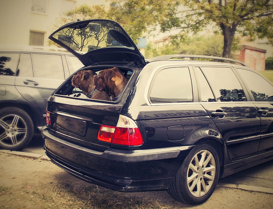 two dogs in vehicle, bordeaux, background, auto, portrait, brown HD wallpaper