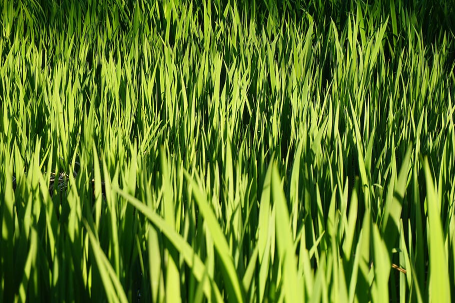 grass, green, blades, park, garden, lawn, flowers, reeds, rushes, HD wallpaper