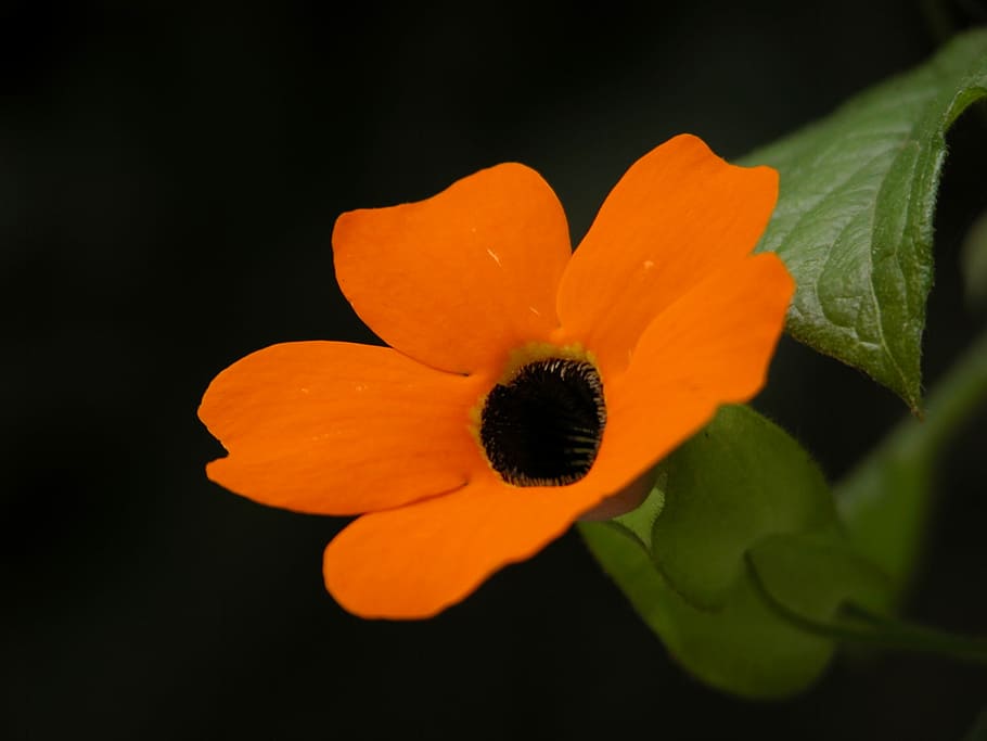 Flower, Mantle, Mexico, close-up, fragility, nature, beauty in nature HD wallpaper