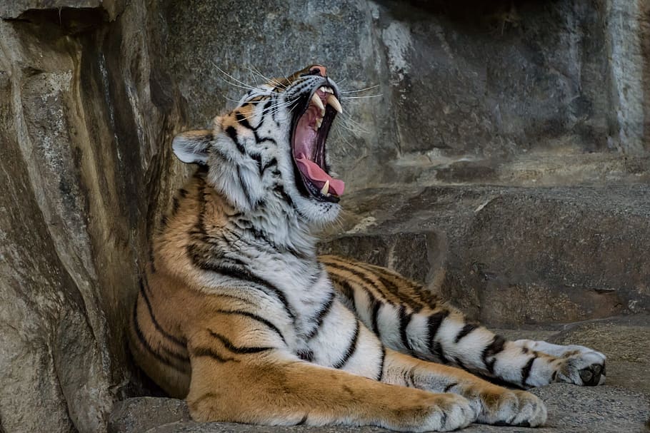 yawning tiger while prone lying on gray concrete, predator, cat