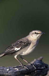 polyglottos, mimus, head, mockingbird, northern, birds, animals HD wallpaper