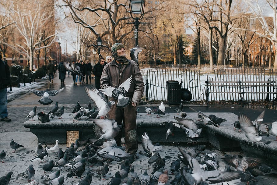 man standing surrounded by rock doves near river and trees, person in the middle of pigeons, HD wallpaper