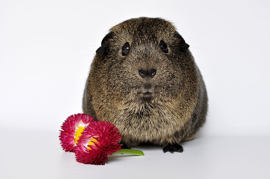 brown beaver and pink flowers, animal, fur, wait, look, rest