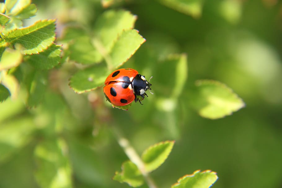 ladybug, beetle, spring, insect, invertebrate, animal, animal themes HD wallpaper