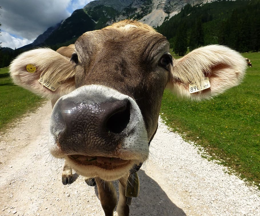 brown animal near lawn field and mountain, Beef, Cow, Cattle HD wallpaper