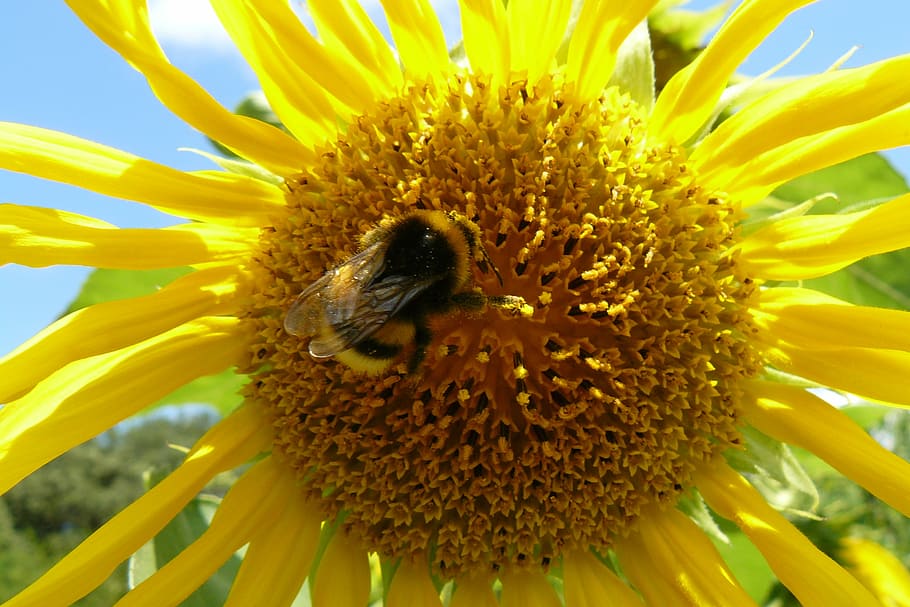 macro, summer, sunflower, forage, field, flowering plant, fragility HD wallpaper