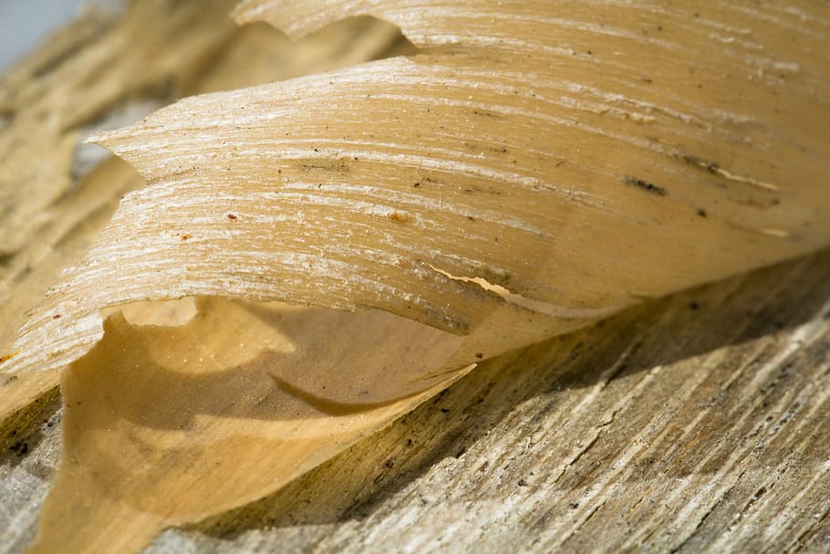 bark, peel, varnish, tree, nature, texture, wood, peeling, surface HD wallpaper