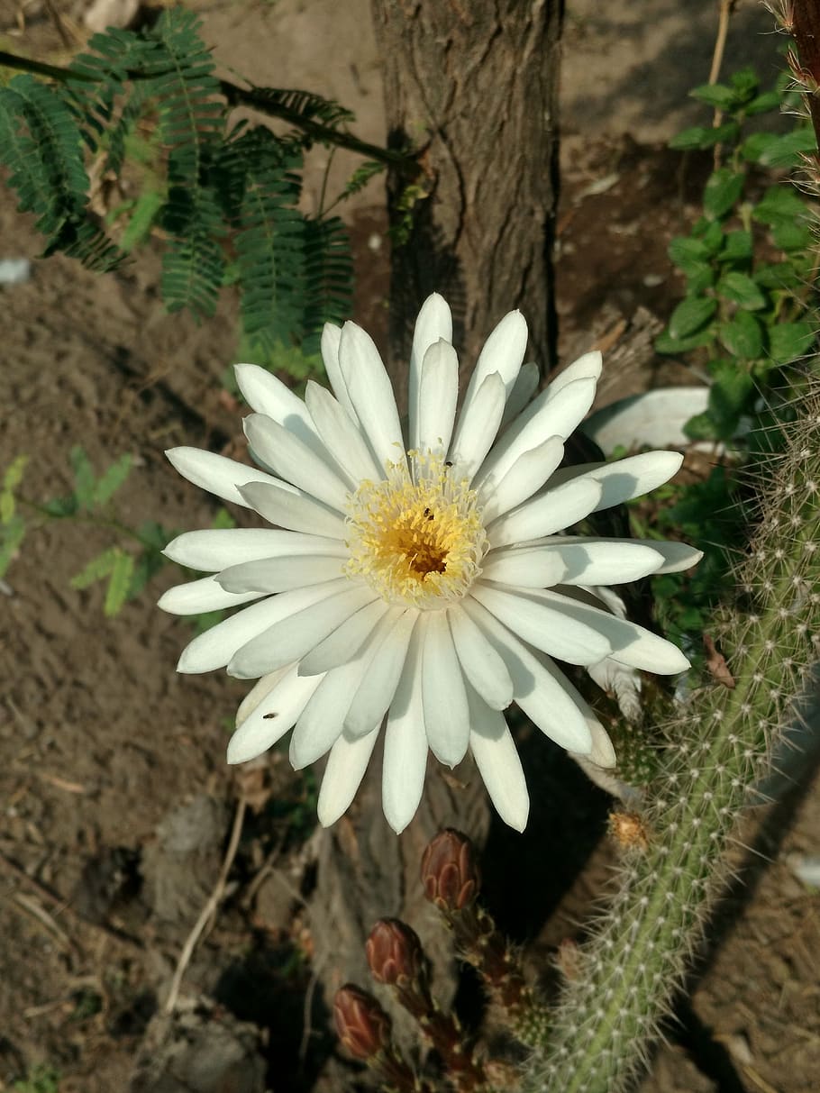 flowers, cactus, nature, plant, flowering plant, freshness HD wallpaper
