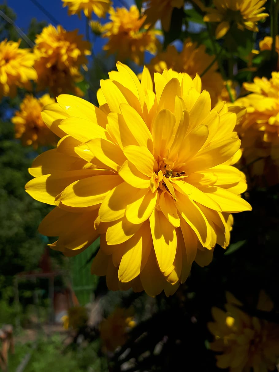 flower, yellow, summer, round, flowering plant, fragility, vulnerability HD wallpaper
