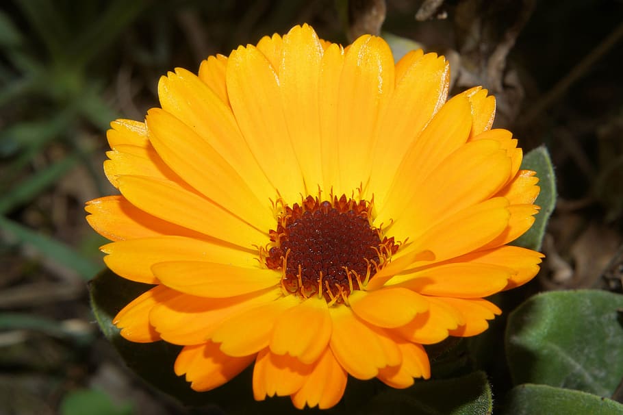 gerbera, flower, blossom, bloom, close, colorful, beautiful HD wallpaper