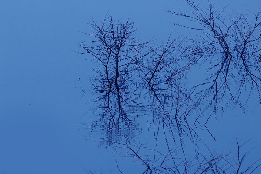 Nightmare, Blue, Water, bare tree, winter, nature, cold temperature HD wallpaper
