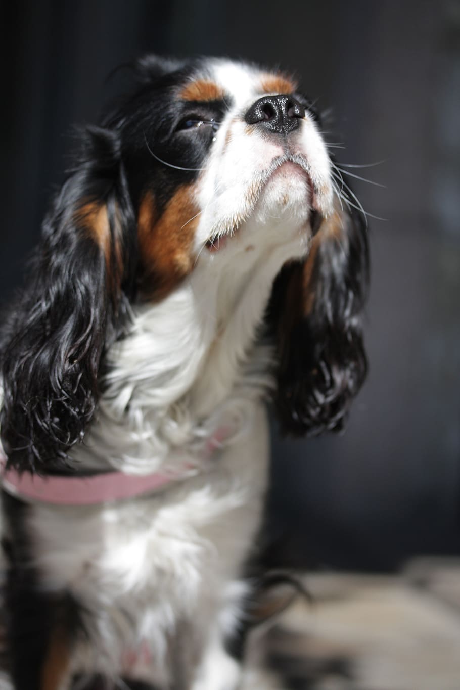 spaniel, dog, purebred dog, one animal, canine, domestic, pets HD wallpaper
