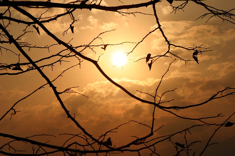 sunset, dawn, silhouette, tree, dusk, sky, beauty in nature HD wallpaper