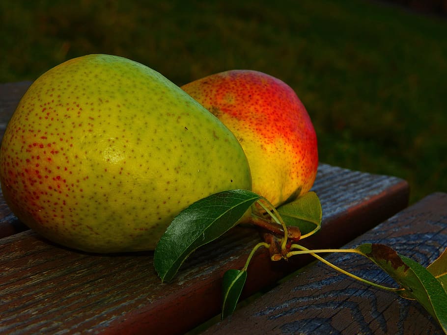 red and green fruits with leaves, pears, good luise, evening light HD wallpaper