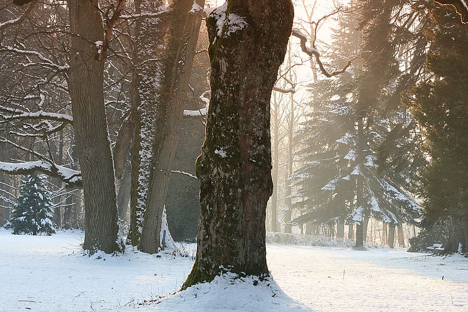 winter, snow, tree, frost, cold, cold temperature, plant, land HD wallpaper