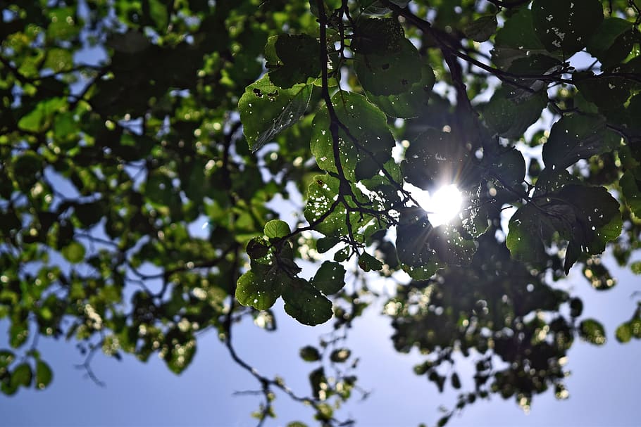 leaves, summer, sun, tree, foliage, nature, green, plant, natural HD wallpaper