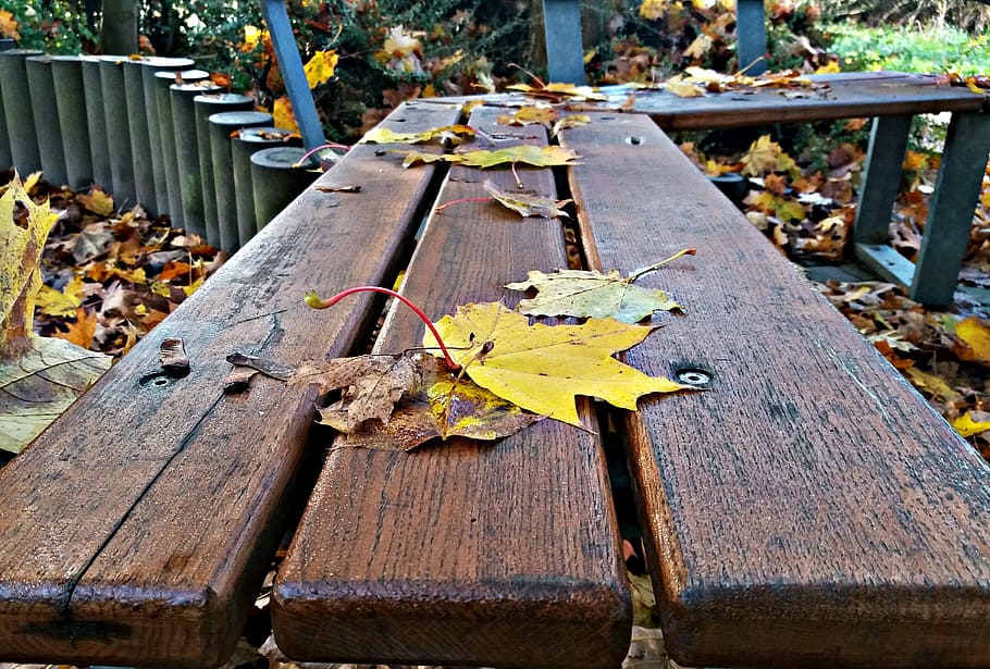dining table, tree, foliage, autumn, board, brown, wood - material HD wallpaper