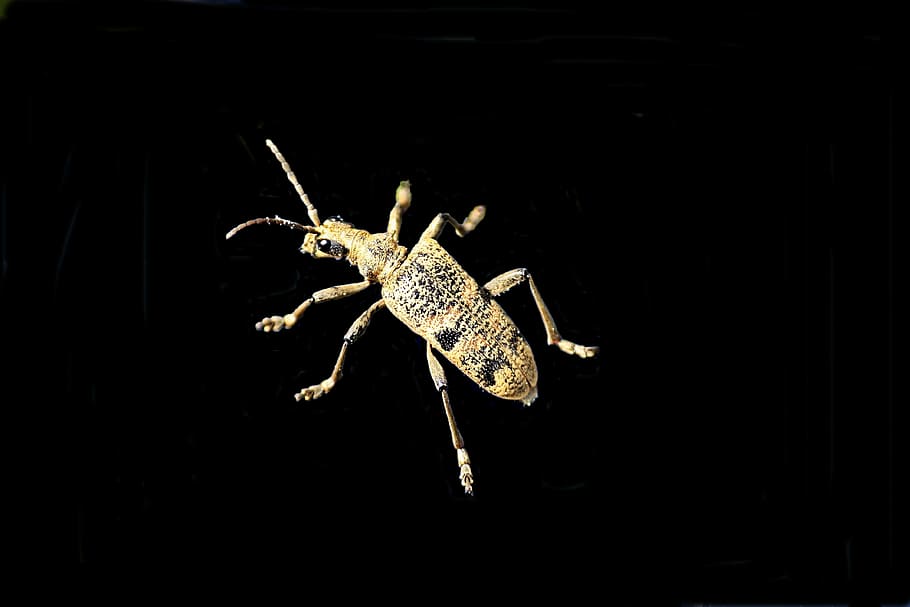 Beetle, Insect, Macro, Nature, one animal, black background HD wallpaper