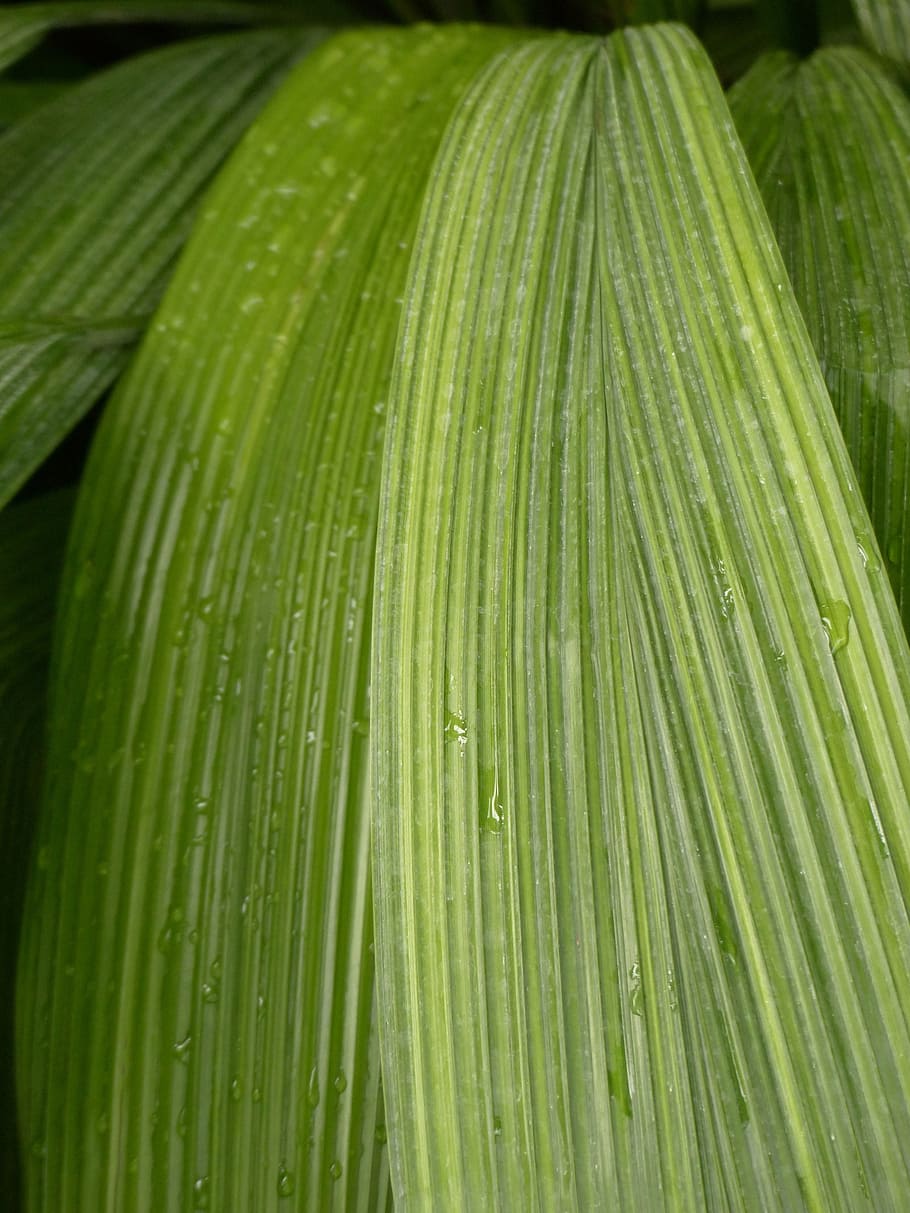 Leaf, Rip, Ribbed, green, curculigo capitulata, palm grass, HD wallpaper