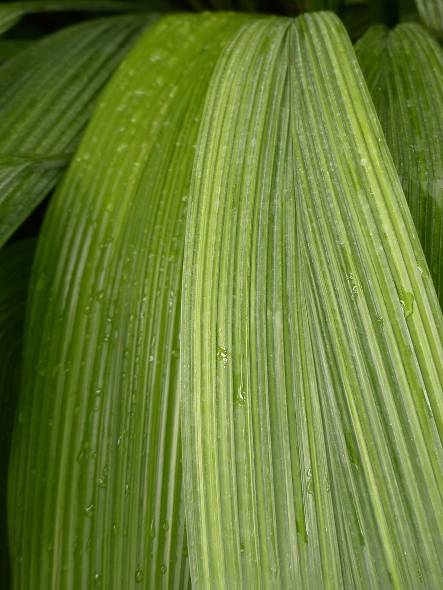Leaf, Rip, Ribbed, green, curculigo capitulata, palm grass HD wallpaper