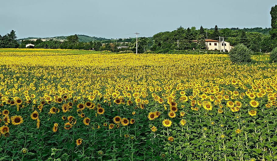 sunflowers, landscape, spring, agriculture, nature, rural Scene HD wallpaper