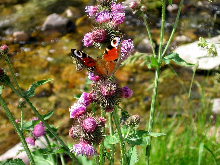 butterfly, river, flower, flowering plant, animal themes, animals in the wild HD wallpaper
