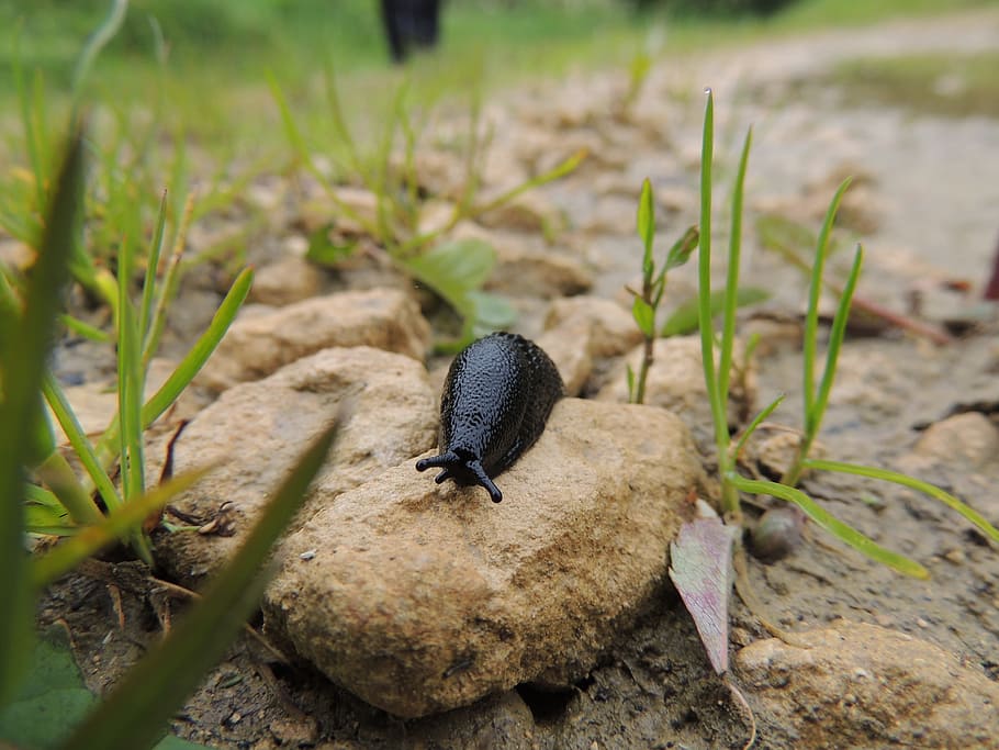 slug, snail, slow, rock, macro, nature, animal, invertebrate HD wallpaper