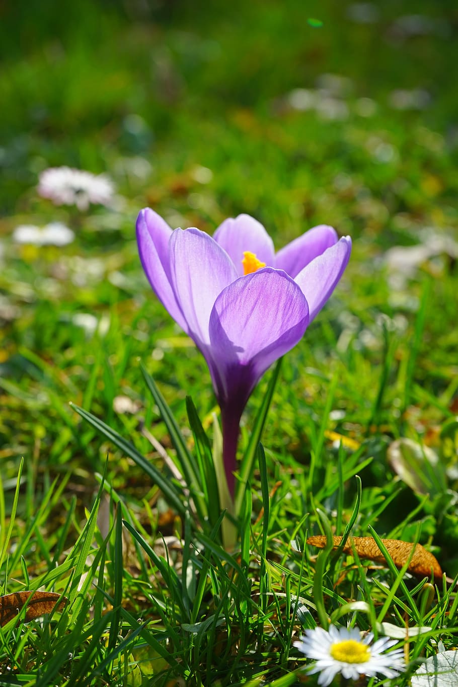 Crocus, Blossom, Bloom, Plant, Flower, spring, frühlingsblüher HD wallpaper