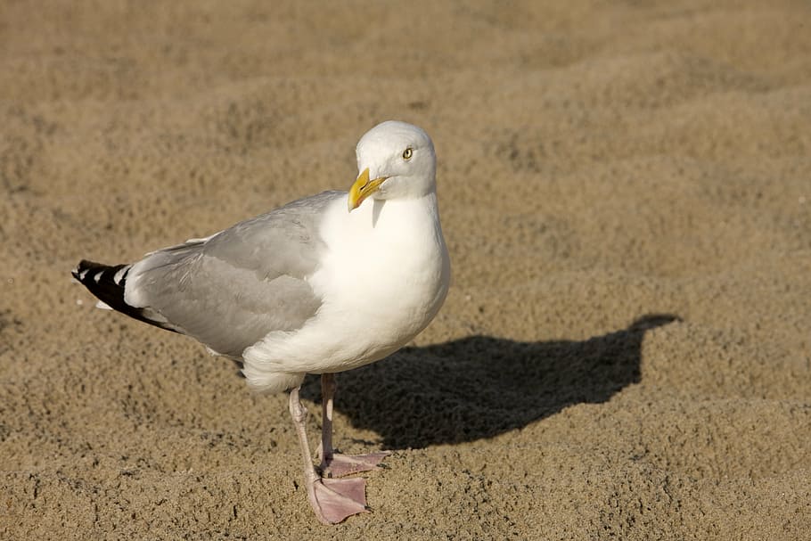 seagull, sand, beach, bird, animal, sand beach, holiday, north sea HD wallpaper
