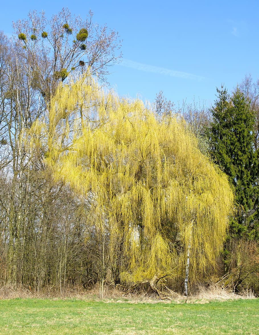 nature, trees, weeping willow, landscape, grass, outdoors, plant, HD wallpaper