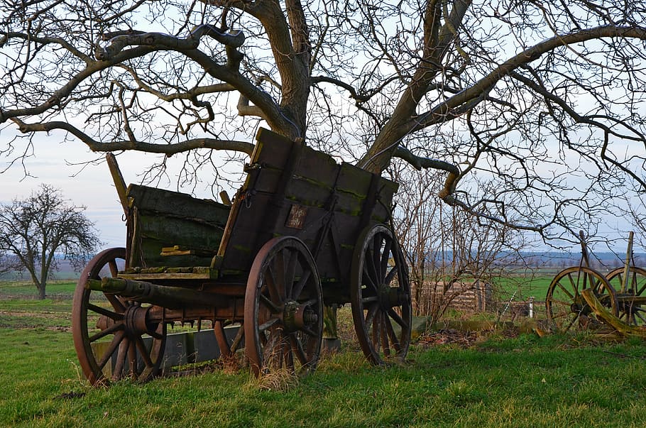 brown wooden carriage under bare tree, dare, agriculture, nature, HD wallpaper