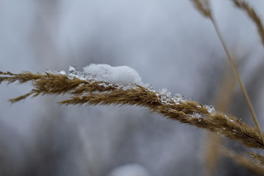 winter, snow, icing, plant, nature, close-up, no people, cold temperature HD wallpaper