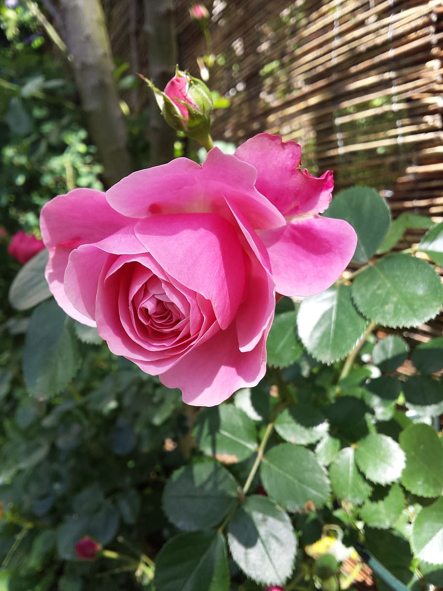 rambler, pink, flower, plant, flowering plant, beauty in nature HD wallpaper
