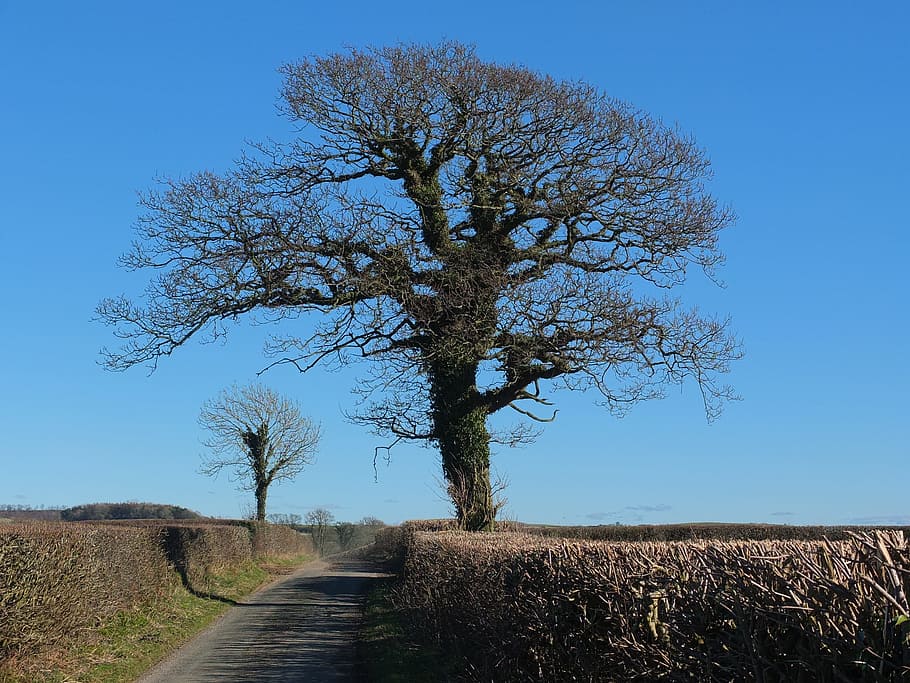 Tree, Ivy, Nature, Natural, Hedge, lane, landscape, spring HD wallpaper
