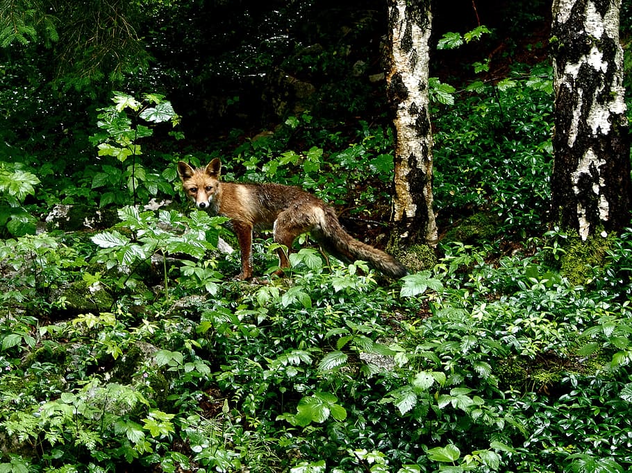 Fox, Forest, Animal, Nature, Design, wild, flower, zoo animals HD wallpaper