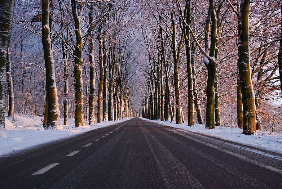 winter, road, snow, cold, wintry, nature, tree lined avenue HD wallpaper