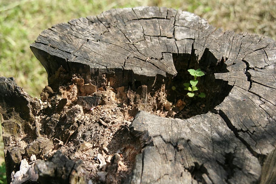 Nature, Trunk, Tree, Konary, Destroyed, distorted stock, no people HD wallpaper