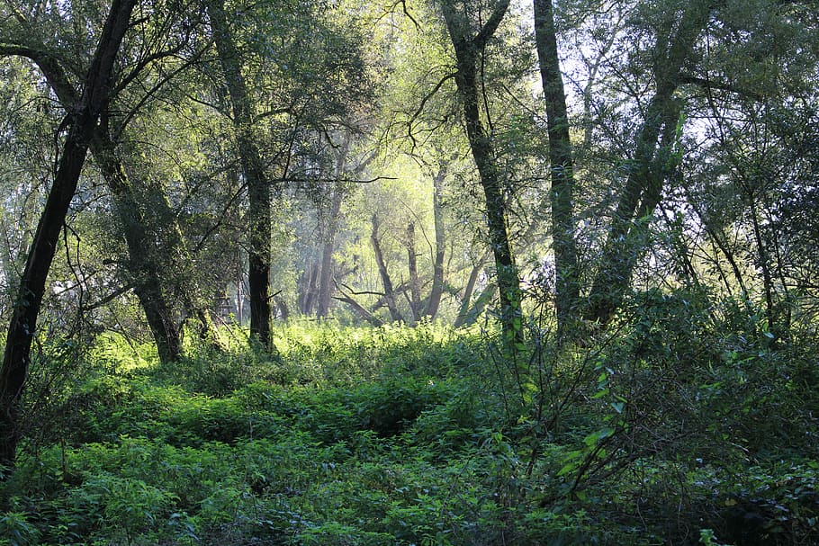 forest, tree, nature, landscape, light, mood, wendland, plant HD wallpaper