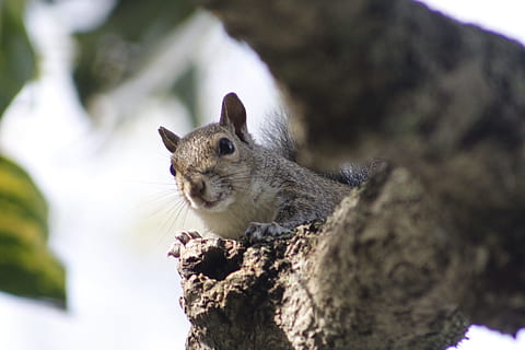 squirrel, branch, wood, leaf, animal, nature, forest, tree HD wallpaper