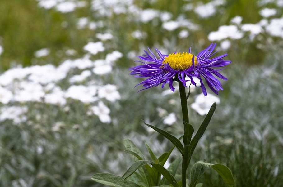 Spring, Violet, Aster, Flower, Blossom, bloom, garden, stone garden HD wallpaper