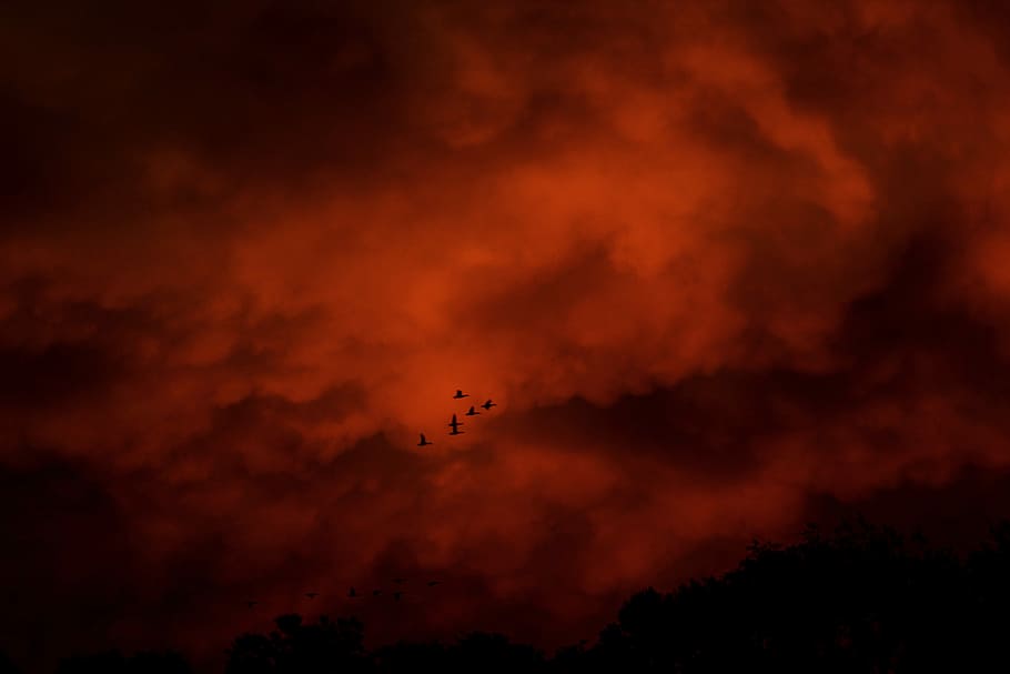 silhouette of birds flying under cloudy sky, photo of red clouds HD wallpaper