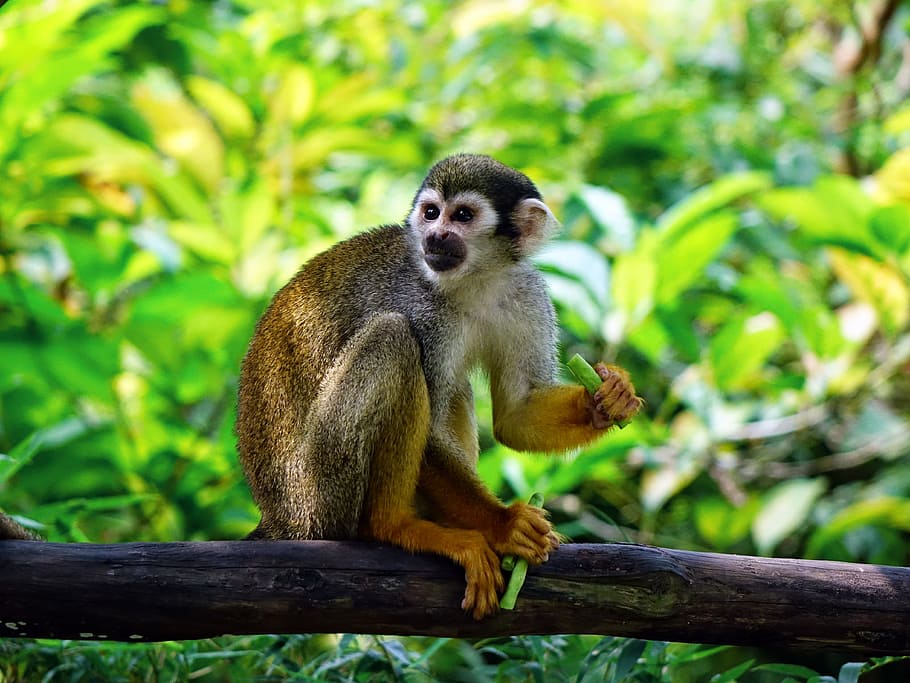 monkey on tree trunk, squirrel monkey, climb, feeding, zoo HD wallpaper