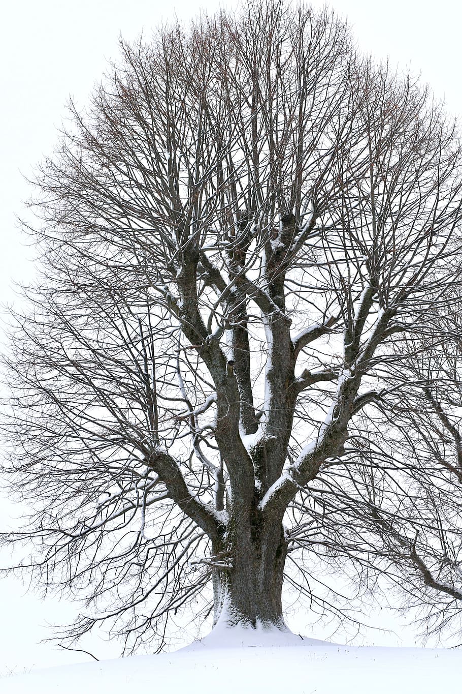Tree, Winter, Snow, bare tree, cold temperature, branch, plant HD wallpaper