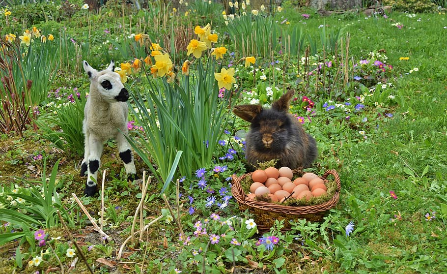 rabbit, easter, easter bunny, passover, mammal, flowering plant HD wallpaper