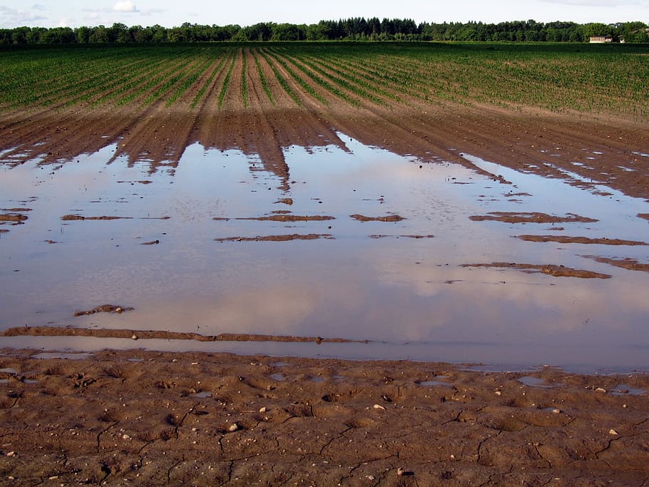 mud and grass field under clear sky during daytime, arable HD wallpaper