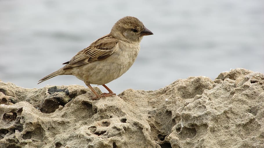 sparrow, young, cute, small, bird, animal, cyprus, animal wildlife HD wallpaper